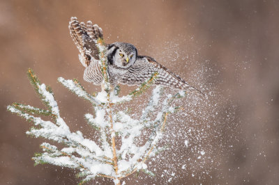 Chouette pervire -- Northern Hawk-Owl