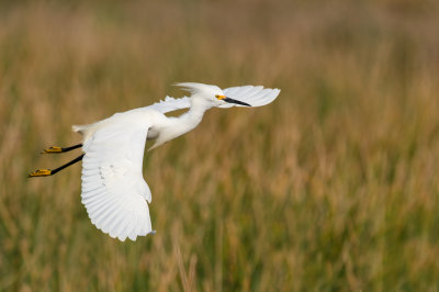 Aigrette neigeuse -- Snowy Egret