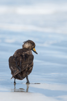 Macreuse  bec jaune(mle-1er hiver) -- Black scoter(male, first winter)