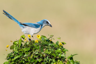 Geai  gorge blanche - Florida Scrub-Jay