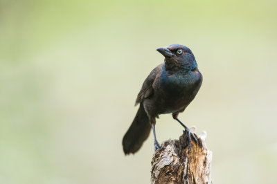 Quiscale bronzé -- Common Grackle