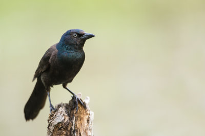 Quiscale bronzé -- Common Grackle