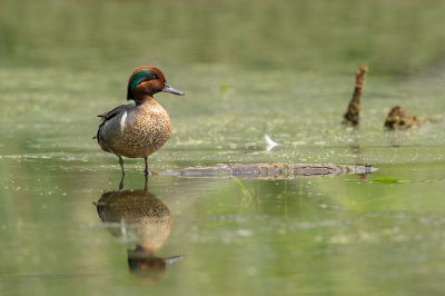 Sarcelle  ailes vertes, Mle -- Green-winged teal, male