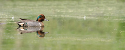 Sarcelle  ailes vertes, Mle -- Green-winged teal, male