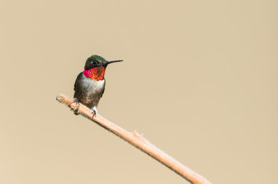 Colibri  gorge rubis -- Ruby-throated Hummingbird