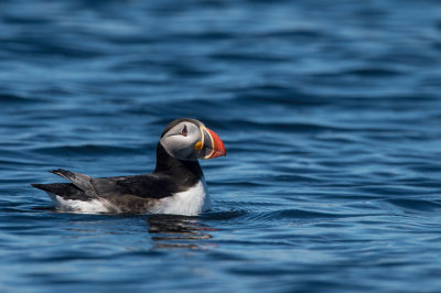 Macareux moine -- Atlantic Puffin