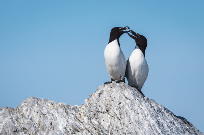 Petit Pingouin -- Razorbill