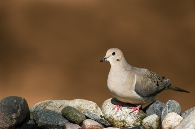 Tourterelle triste -- Mourning Dove