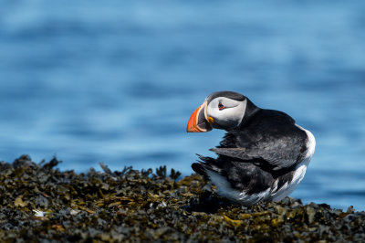 Macareux moine -- Atlantic Puffin