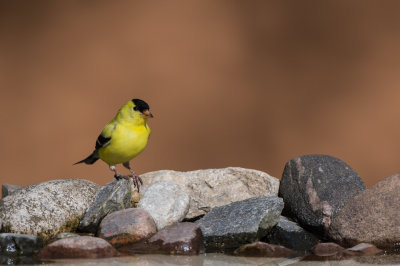 Chardonneret Jaune -- American Goldfinch