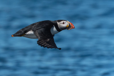 Macareux moine -- Atlantic Puffin