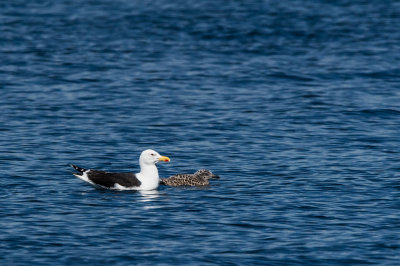 Goéland marin -- Great Black-backed Gull