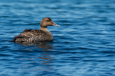 Eider  duvet, femelle -- Common Eider, female