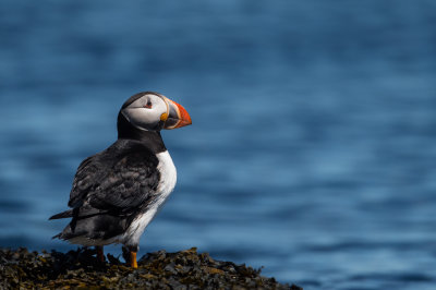 Macareux moine -- Atlantic Puffin