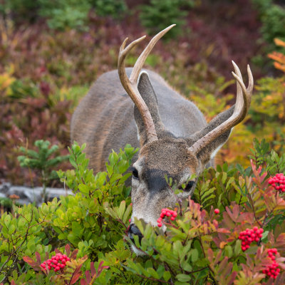 Cerf  queue blanche de Colombie -- Columbian white-tailed deer ( Etat de Washington -- Washington State, USA) 