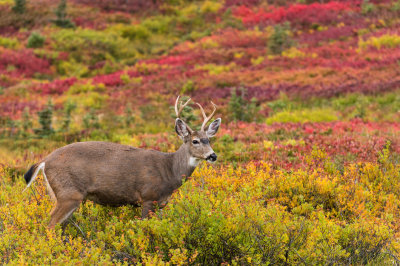 Cerf  queue blanche de Colombie -- Columbian white-tailed deer ( Etat de Washington -- Washington State, USA) 