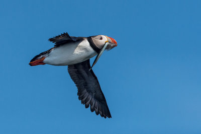 Macareux moine -- Atlantic Puffin