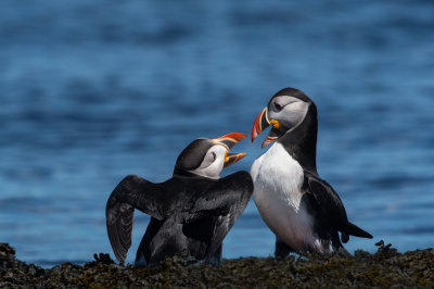 Macareux moine -- Atlantic Puffin