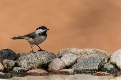 Mésange à tête noire -- Black-capped Chickadee