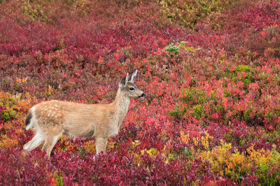 Cerf  queue blanche de Colombie -- Columbian white-tailed deer ( Etat de Washington -- Washington State, USA) 