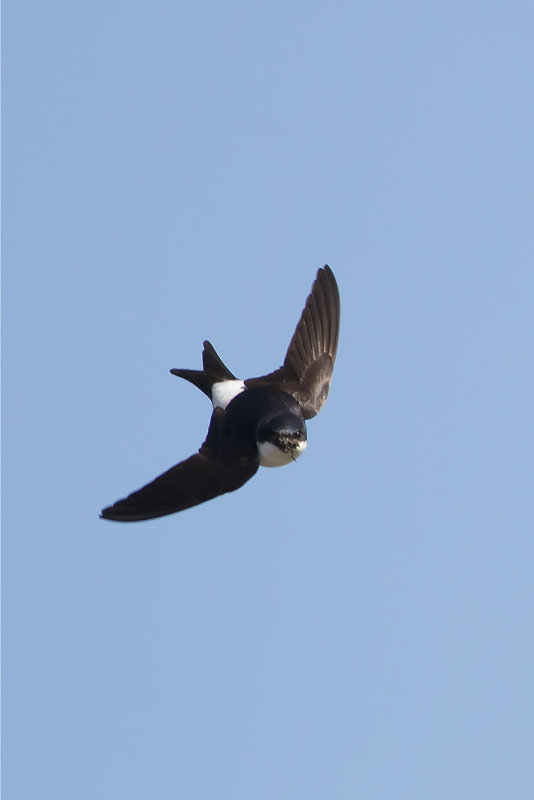 huiszwaluw, house martin - delichon urbicum