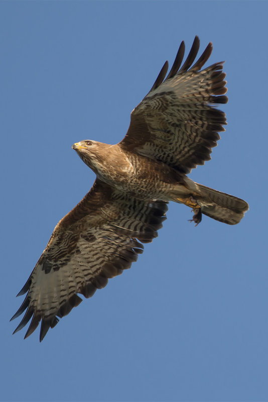 IMG_7796.jpg, Nieuwkoopse plassen