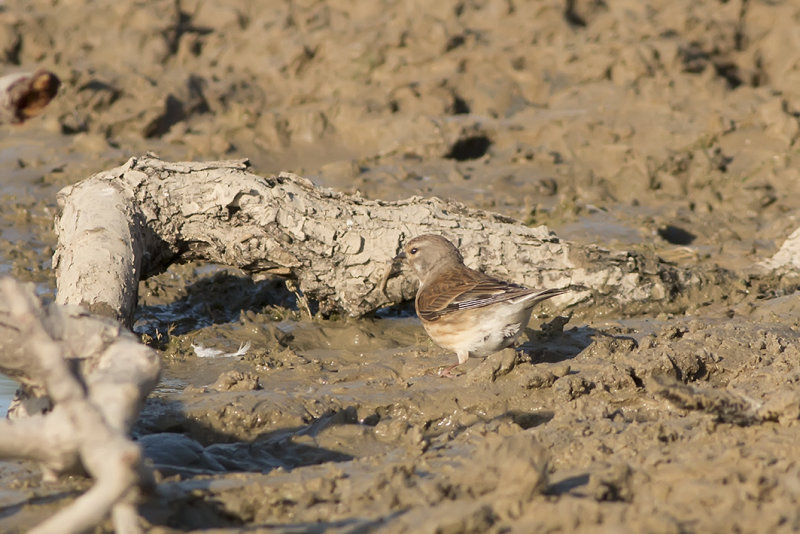 IMG_7876.jpg,amsterdamse waterleiding duinen, westhoek