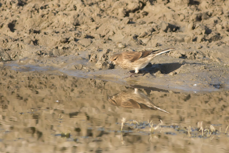 IMG_7893.jpg, amsterdamse waterleiding duinen, westhoek