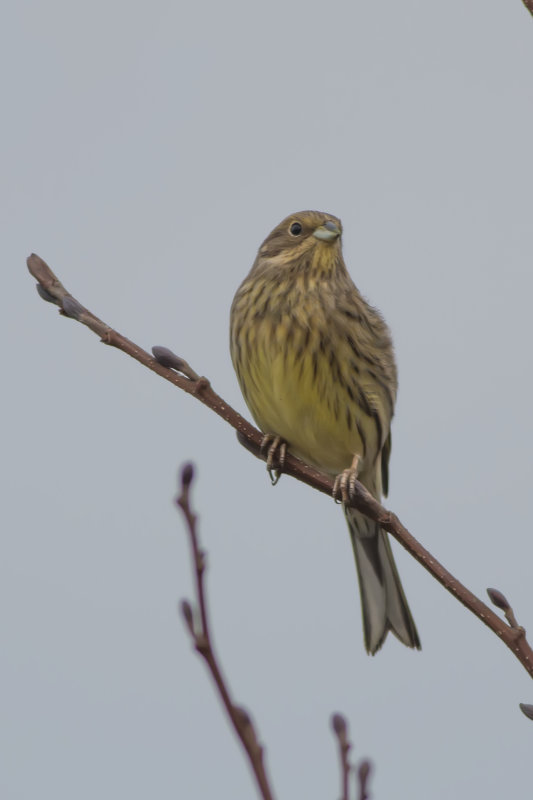 Geelgors - Yellowhammer - Emberiza citrinella, 