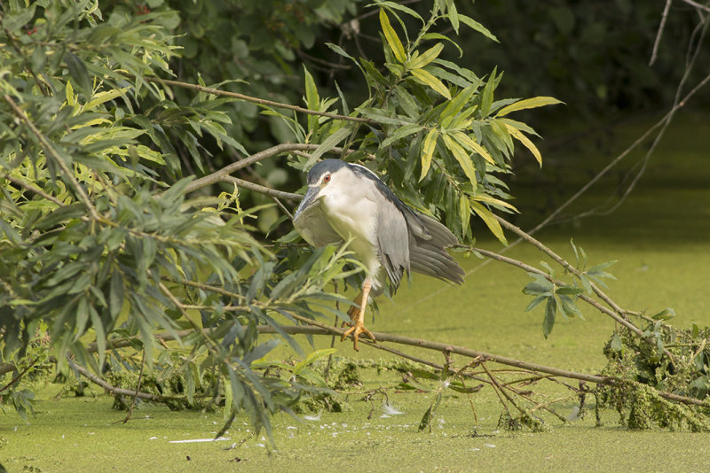 IMG_8797.jAlphen Zeegerslootpg,