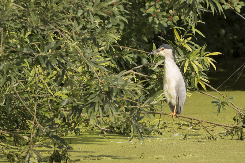 IMG_Alphen Zeegersloot8871.jpg,