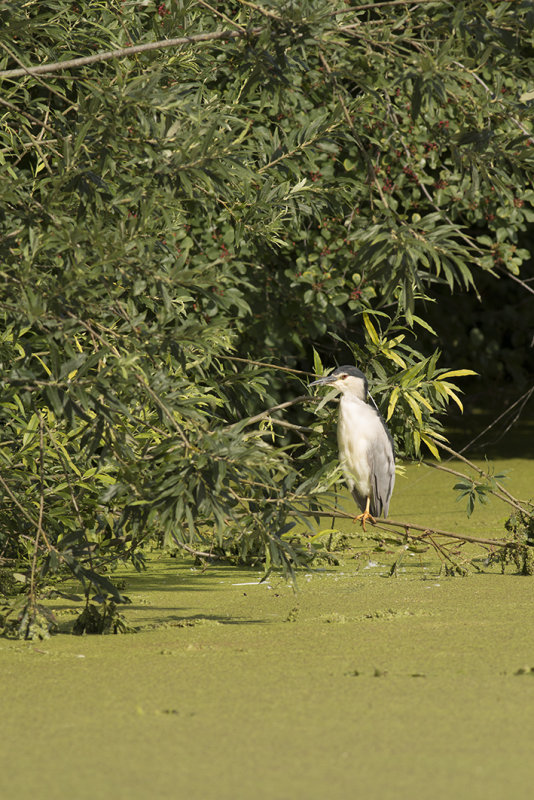 IMG_8872.jpg,Alphen Zeegersloot