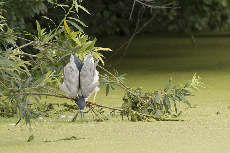 IMG_8905.Alphen Zeegerslootjpg,