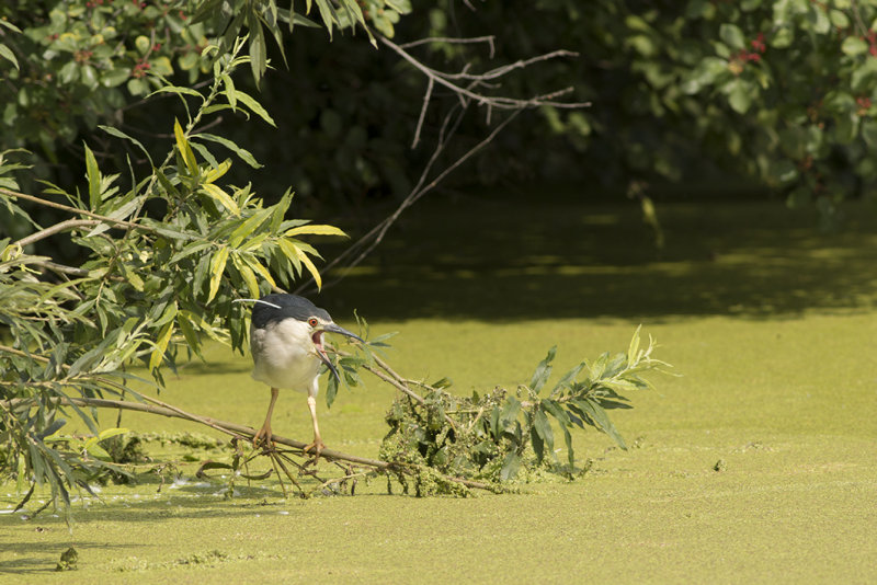 IMG_8918.jpg,Alphen Zeegersloot