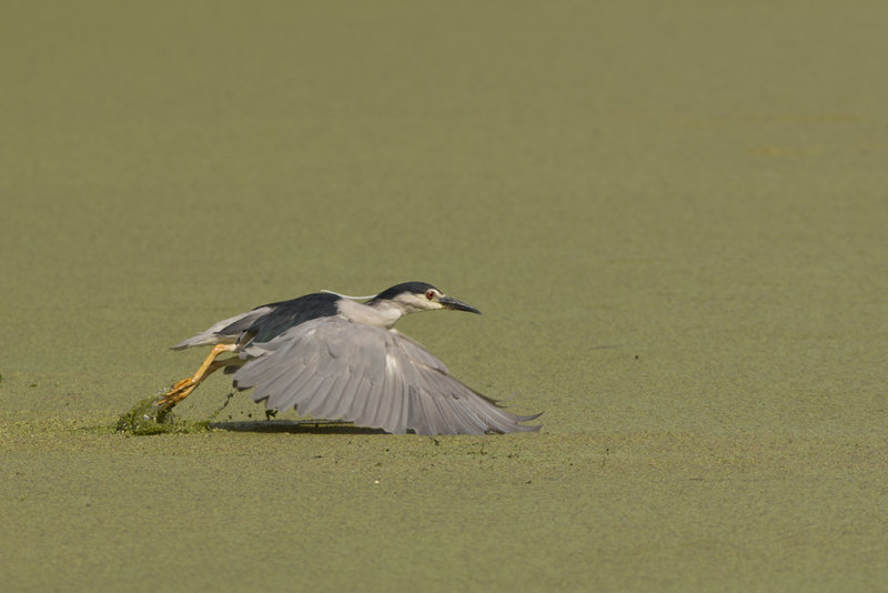 IMG_9002.jpg,Alphen Zeegersloot