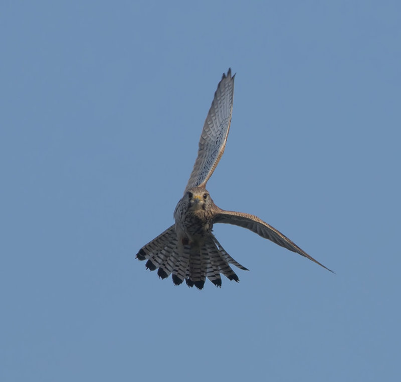 IMG_9585.jpg, de puinhoop, Katwijk
