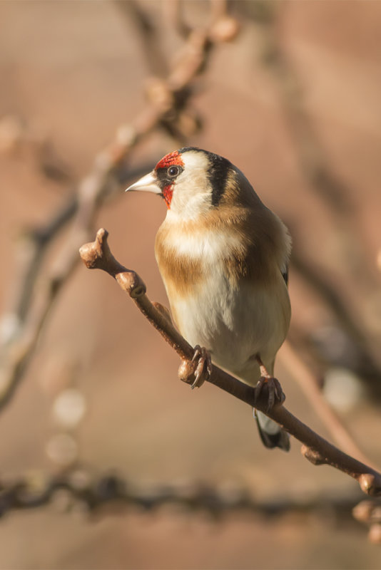 putter - Goldfinch -  Carduelis carduelis