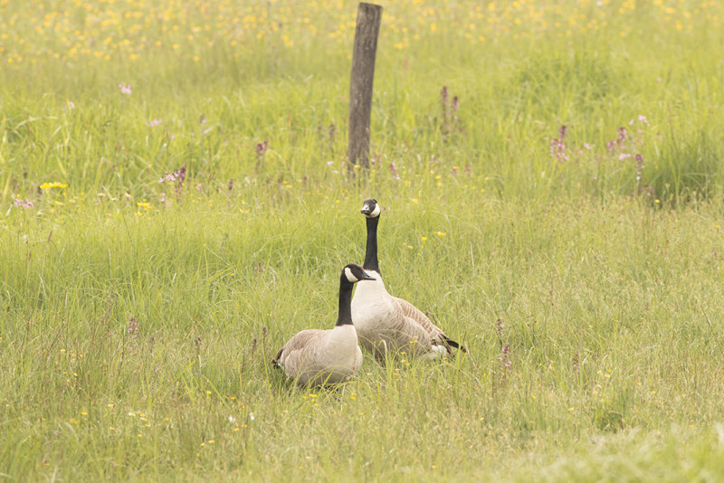 canadese gans - Greater Canada Goose -  Branta canadensis