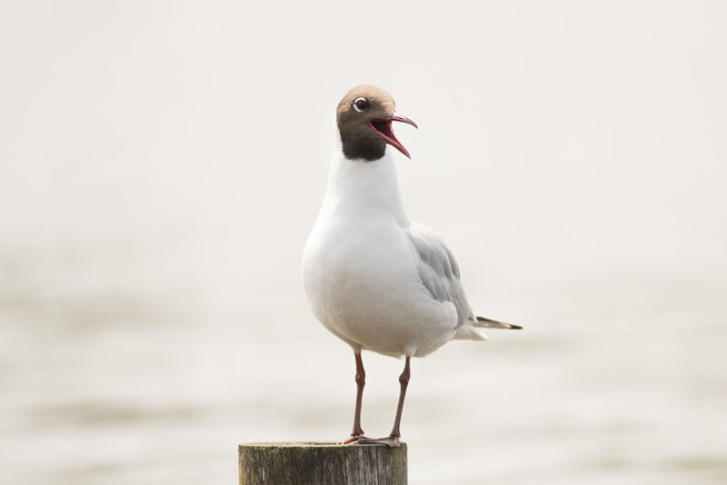 kokmeeuw -  Black-headed Gull - Croicocephalus ridibundus