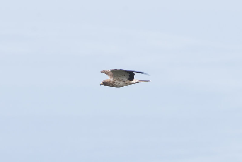 IMG_6204.jpg