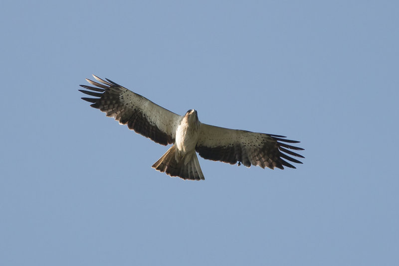 IMG_7768.jpg