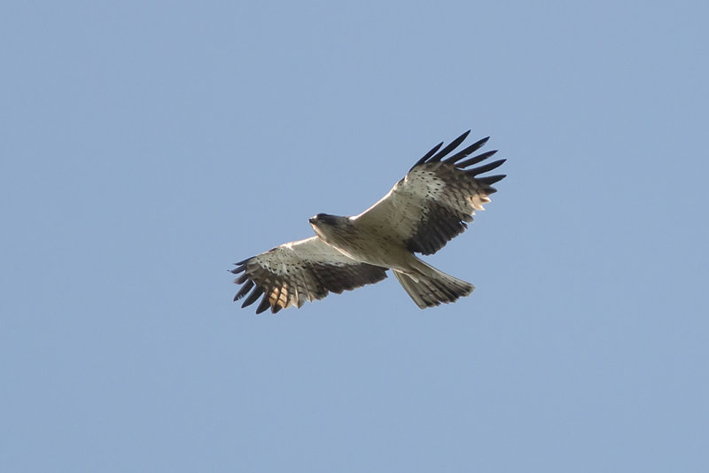 IMG_7776.jpg