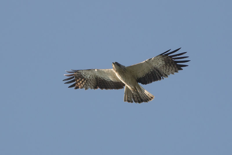 IMG_7778.jpg