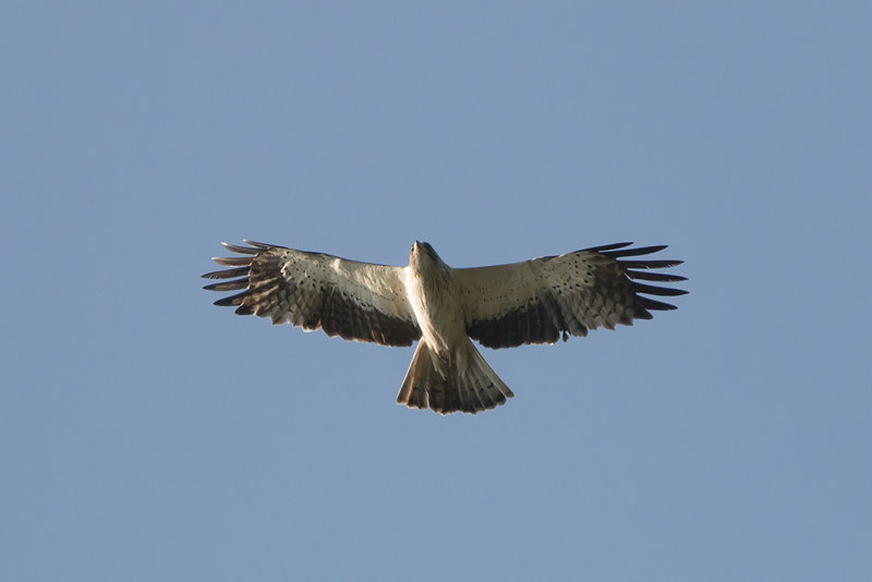 IMG_7782.jpg
