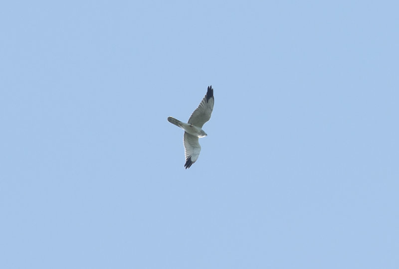 IMG_6449.jpg