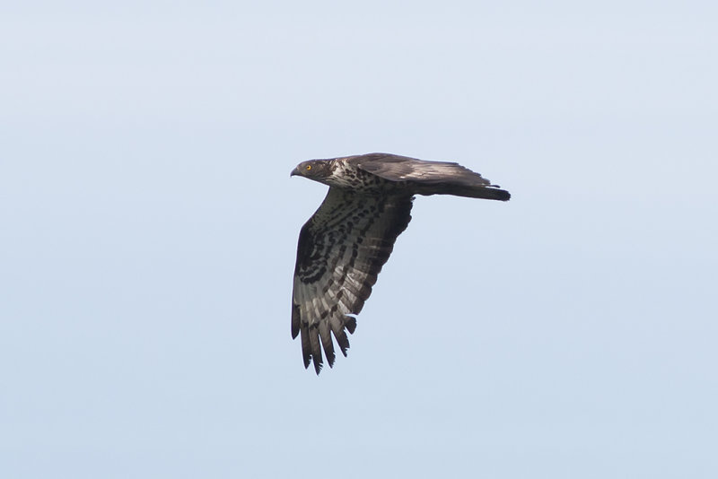 IMG_6036.jpg