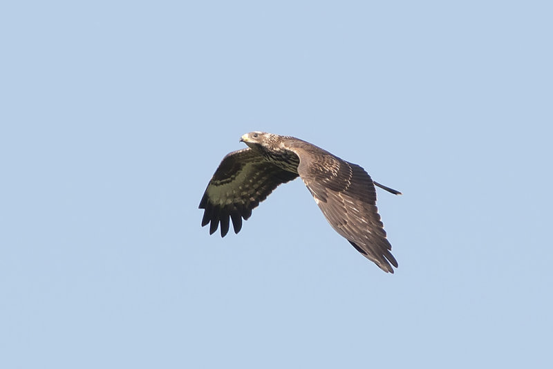 IMG_7874.jpg