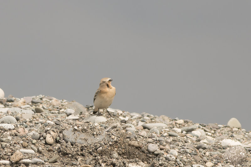 isabeltapuit, Isabelline Wheatear, Oenanthe isabellina