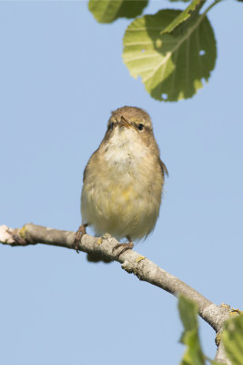 tjiftjaf - Chiffchaff - Phylloscopus collybita,