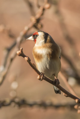 putter - Goldfinch -  Carduelis carduelis